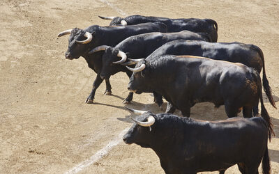 Razas de toros en España
