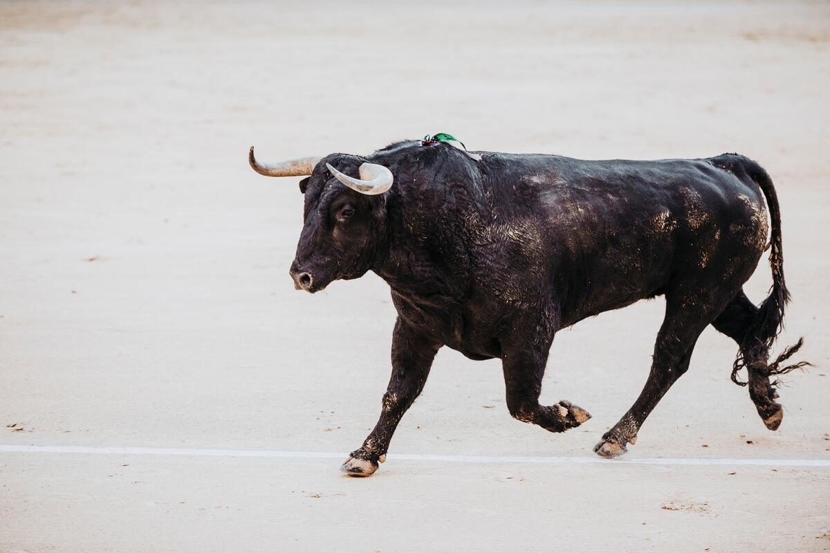 encierros de toros más antiguos de España