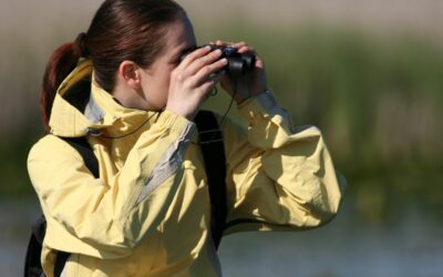 Guía para iniciarse en la observación de aves